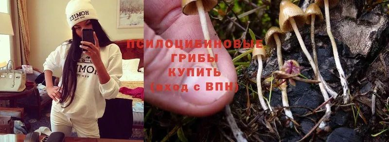 Псилоцибиновые грибы Cubensis  Серафимович 